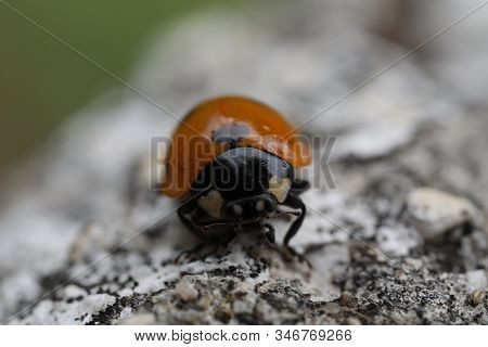 A Wild 7-spot Ladybird - Coccinella Septempunctata