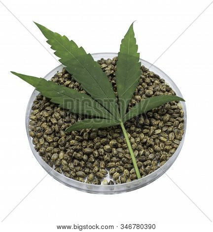 Cannabis Leaves Are Placed On The Seeds. White Background. The Concept Of Medical Marijuana In The T