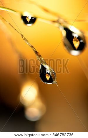 A Macro Portrait Of Water Drops Hanging From A Blade Of Grass With In The Droplets The Refraction Of