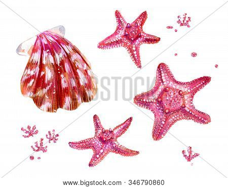 Set Of Sea Shells Of Scallops And Sea Stars. Pink And Mother Of Pearl Clam Pectinidae And Algae. Nat