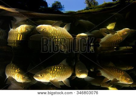 Freshwater fish: Soro Brook Carp in pond below waterfall