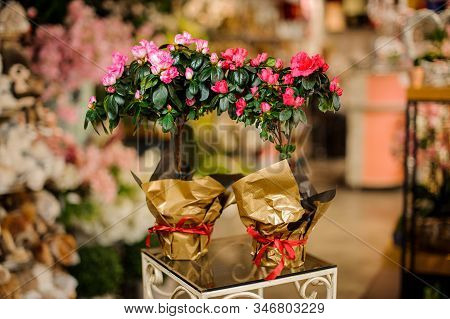 Two Beautiful Flower Pots With Pink Azaleas Wrapped In Golden Papper With Red Bow