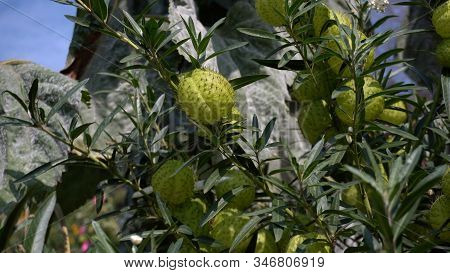 Balloon Fruit Or Gomphocarpus Physocarpus. Green Trees.