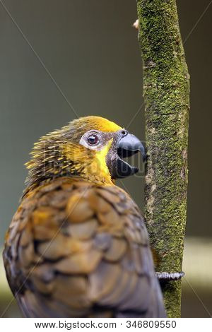 The Brown Lory (chalcopsitta Duivenbodei), Also Called Duyvenbode's Lory, Portrait.
