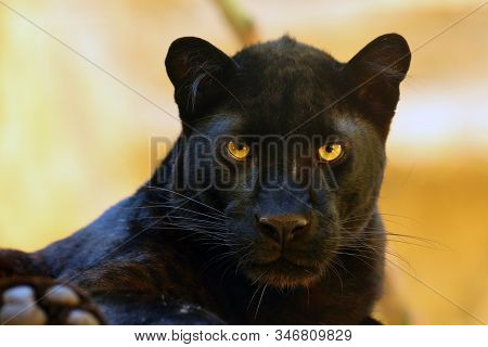 The Leopard (panthera Pardus) Portrait. Melanistic Leopards Are Also Called Black Panthers.