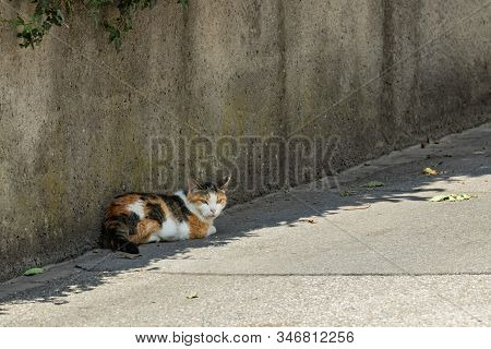 A Half-asleep Calico Cat Rests Peacefully In A Shade Near A High Concrete Fence On The Edge Of An As