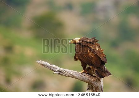 Spanish Imperial Eagle (aquila Adalberti), Also Known As The Iberian Imperial Eagle, Spanish  Or Ada