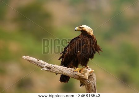 Spanish Imperial Eagle (aquila Adalberti), Also Known As The Iberian Imperial Eagle, Spanish  Or Ada