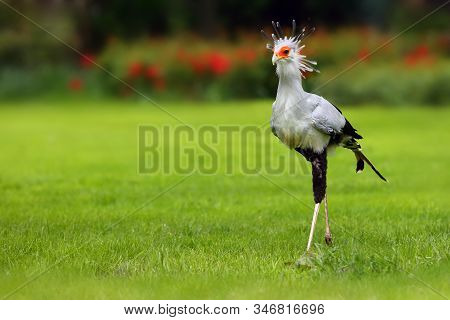 The Secretarybird Or Secretary Bird (sagittarius Serpentarius) , Portrait.the Secretary Bird With Gr