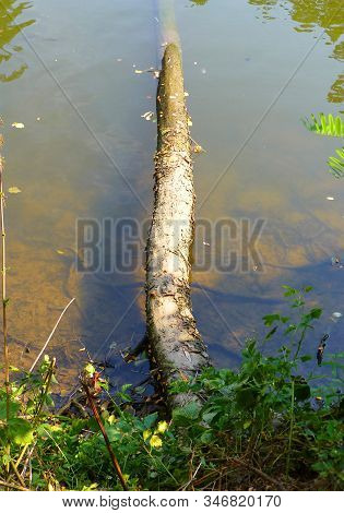Photo Of A Fallen Tree Trunk Partialy Submerged In The Water