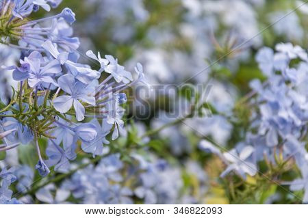 Blue Jasmine Flowers With Soft Blur Background