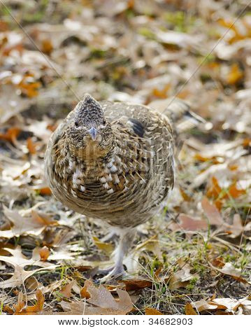 Vari Grouse