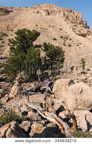 Limber Pine Grove On The North Side Of Sheep Mountain In The Mosquito Range Colorado.national Herita