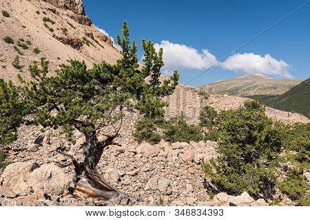 Limber Pine Grove On The North Side Of Sheep Mountain In The Mosquito Range Colorado.national Herita
