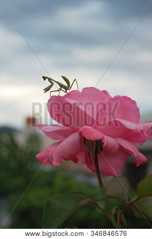 The Beautiful Rose Holds An Insect Known As Mamboreta.