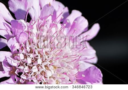 Macro View Of A Pin Cushion Flower Head