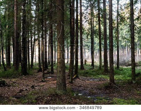 Beautiful Green Leafy And Coniferous Forest. Birch, Spruce, Hev. Early Spring. Pleasant Warm Light. 