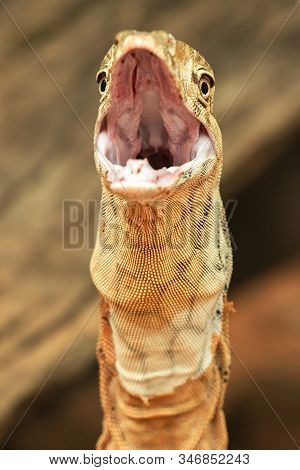 Perentie