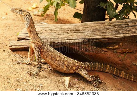 Perentie