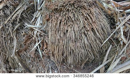 Detail Of Bamboo Root Texture, Stringy Root Structure