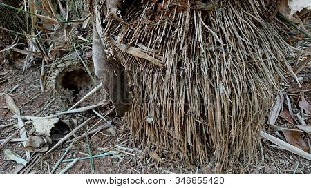 Detailed Texture Of Bamboo Root Fiber, Stringy Root Structure