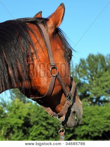 Saksan Warmblood hevonen muotokuva