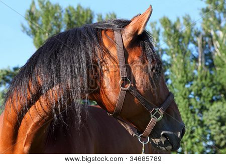 Saksan Warmblood hevonen muotokuva