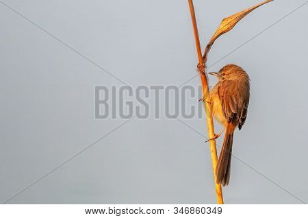 A Plain Prinia In Golden Light On A Plant