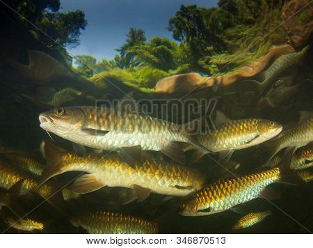 Freshwater fish: Soro Brook Carp in river below waterfall