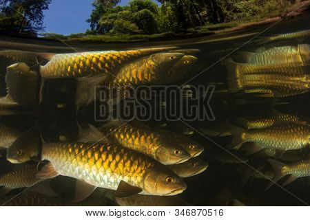Freshwater fish: Soro Brook Carp in river below waterfall