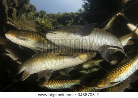 Freshwater fish: Soro Brook Carp in river below waterfall