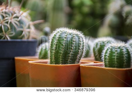 Cactus In Close Up Detail With Selective Focus On Blur Background