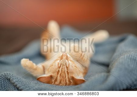 Cute red kitten with classic marble pattern sleeps on the back on sofa. Adorable little pet. Cute child animal