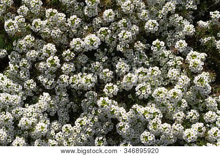 Floral Background. Small White Flowers Burachok Close-up. Living Wall. Greeting Card. Blooming Flowe