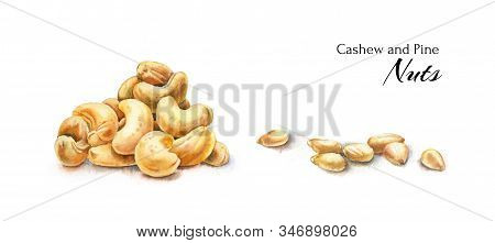 Watercolor Nuts Collection: Cashew And Pine Seeds. Hand Drawn Food Illustration Isolated On White. R