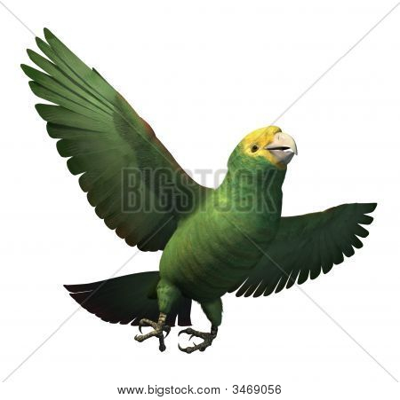 Loros doble cabeza amarilla Amazonas