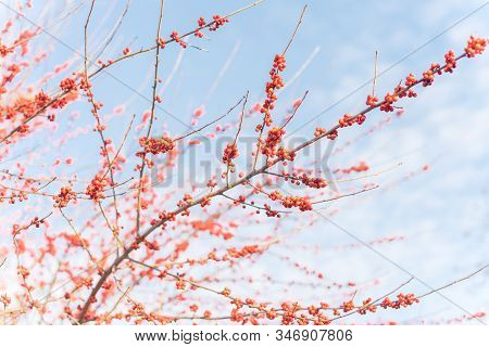 Dense Of Texas Winterberry Ilex Decidua Red Fruits On Tree Branches On Sunny Winter Day
