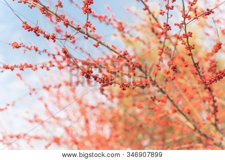 Close-up Branch Of Ilex Decidua Winterberry Red Fruits On Dormant Tree Near Dallas, Texas