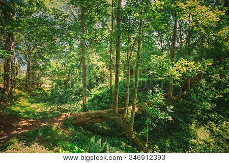 Batumi, Adjara, Georgia. Fallen Tulip Tree In Botanical Garden In Sunny Summer Day. Spring Forest La