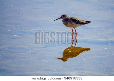 Water Rail (rallus Aquaticus) In The Eilat Ornithological Park, Southern Israel