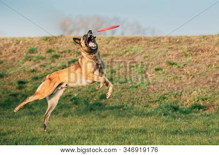Malinois Dog Play Jumping Running With Plate Toy Outdoor In Park. Belgian Sheepdog Are Active, Intel