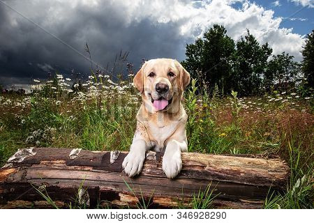 Yellow Labrador Retriever On Green Forest Meadow