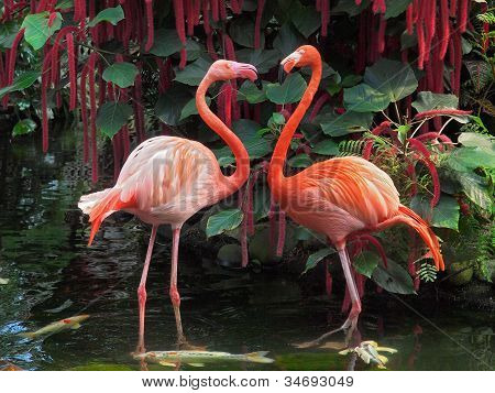 Pareja Flamingo
