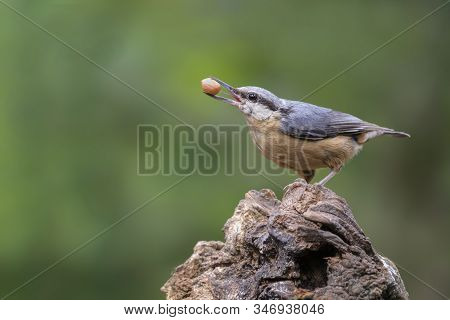 Eurasian Nuthatch (sitta Europaea) On A Branch In The Forest Of Noord Brabant In The Netherlands. Gr