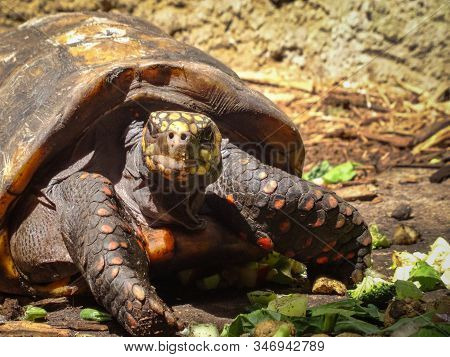 Closeup Of Hungry Tortoise With Beautiful Sheel And Yellow Scales Looking Directly At Camera. Sunny 