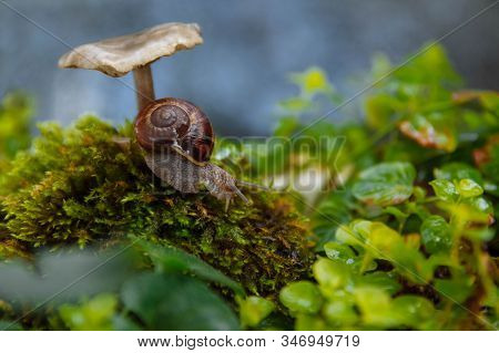 A Large Brown Snail Crawls Down A Hill Of Green Moss In The Grass And An Inedible Toadstool Mushroom