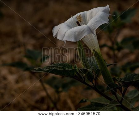 Datura Flower And Bee In Nature, Selective Focus And Close-up Of White Datura With Pods, Side View