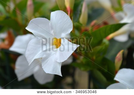 Mandevilla Sundaville White Flower - Latin Name - Mandevilla (dipladenia) Sundaville
