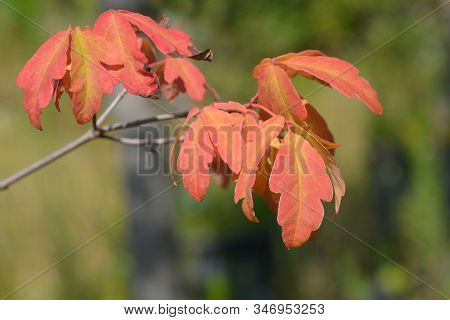 Paperbark Maple - Latin Name - Acer Griseum
