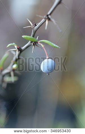 Golden Barberry Blue Berry - Latin Name - Berberis X Stenophylla